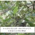 精选去柄新货大红八角大料足干源头厂家价格优惠信心保证