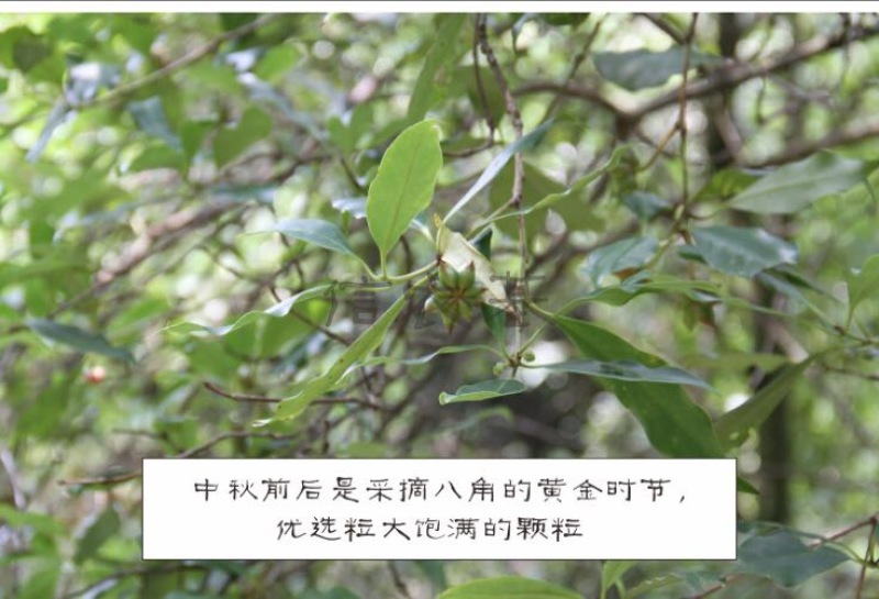 精选去柄新货大红八角大料足干源头厂家价格优惠信心保证