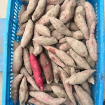 香薯3两以下小红薯黄心
