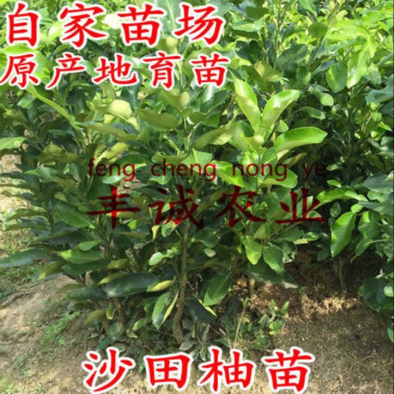 柚子树苗1cm以上0.5~0.8m