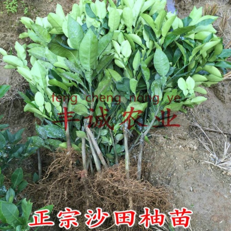 柚子树苗1cm以上0.5~0.8m