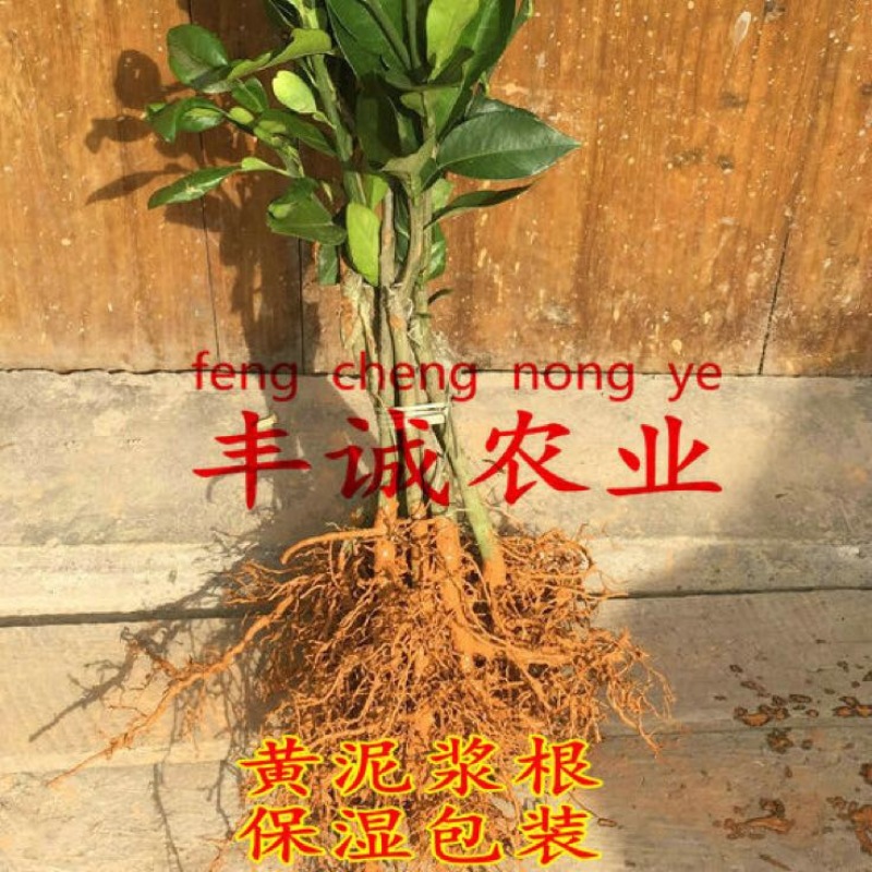 柚子树苗1cm以上0.5~0.8m