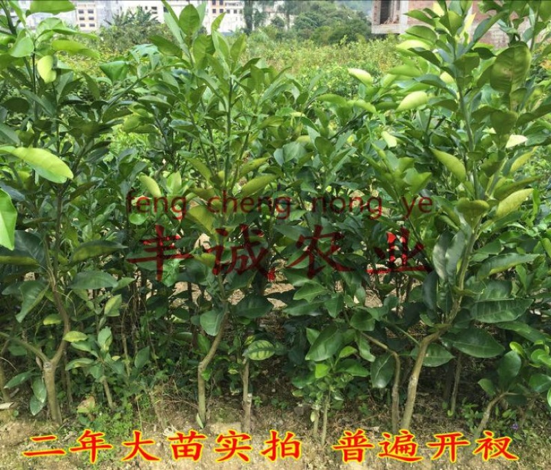 柚子树苗1cm以上0.5~0.8m