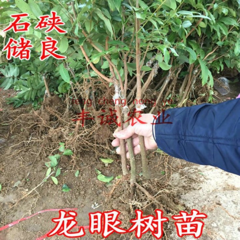 龙眼树苗50~80cm