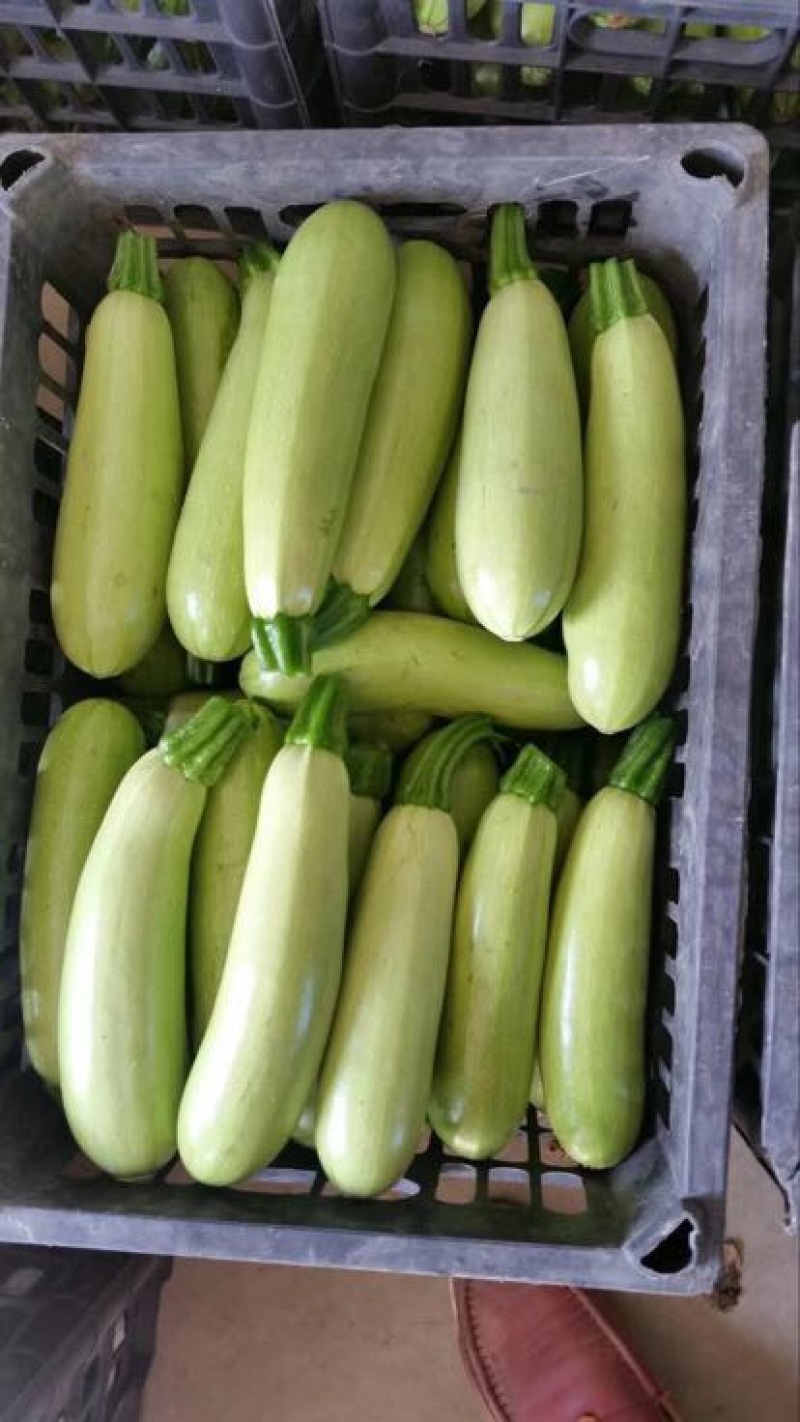 菜瓜20~30cm