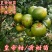 皇帝柑苗50~80cm