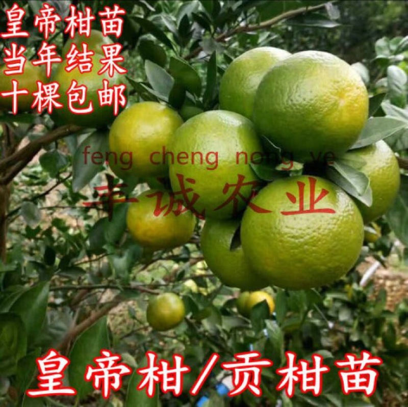 皇帝柑苗50~80cm