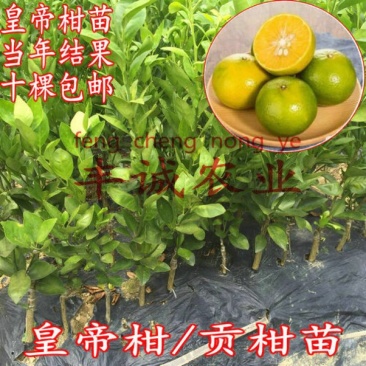 皇帝柑苗50~80cm