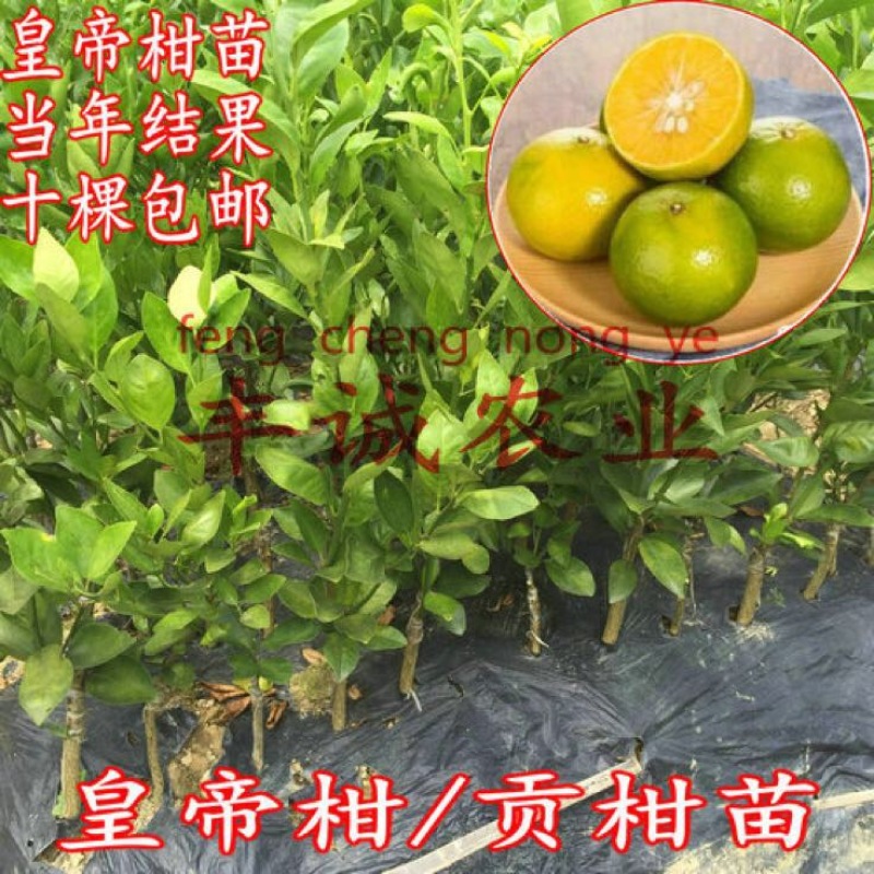 皇帝柑苗50~80cm