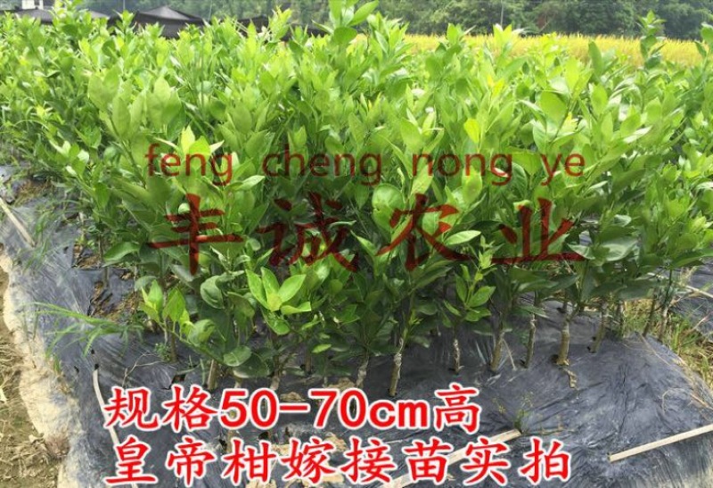皇帝柑苗50~80cm