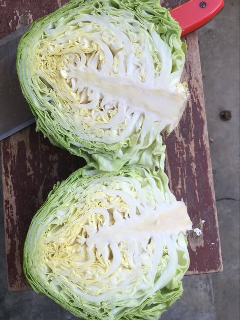 甘蓝包菜，产地直销，质量保证