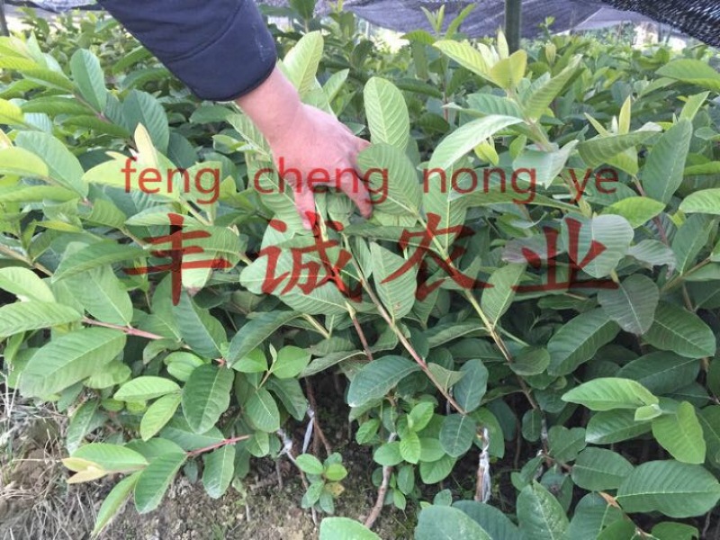 番石榴苗30~50cm