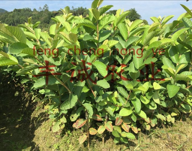 番石榴苗30~50cm