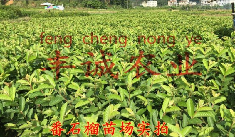 番石榴苗30~50cm