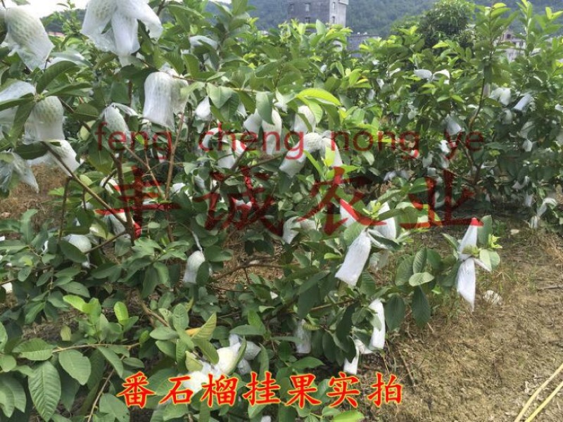 番石榴苗30~50cm