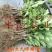 番石榴苗30~50cm