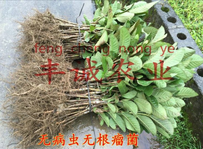 番石榴苗30~50cm
