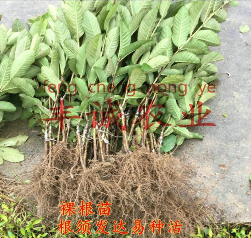 番石榴苗30~50cm