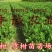 皇帝柑苗50~80cm