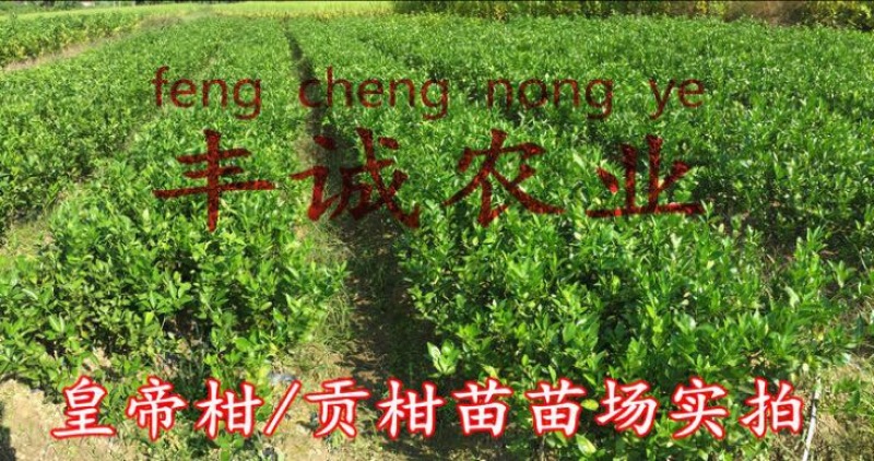 皇帝柑苗50~80cm