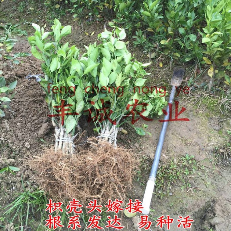 皇帝柑苗50~80cm