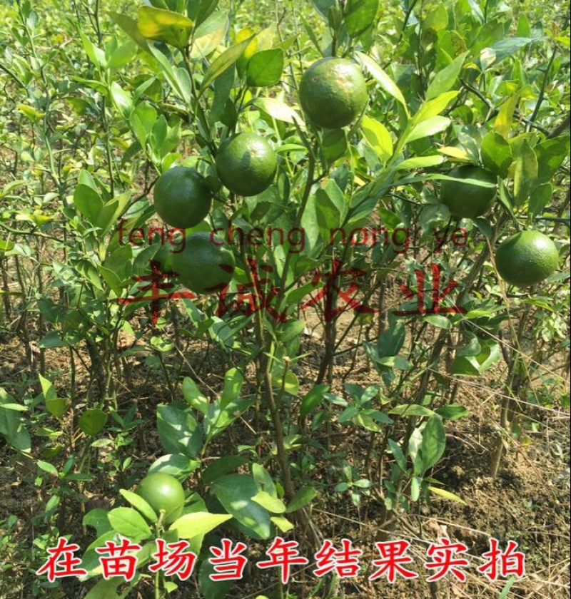 皇帝柑苗50~80cm