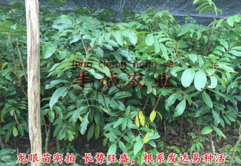 龙眼树苗50~80cm