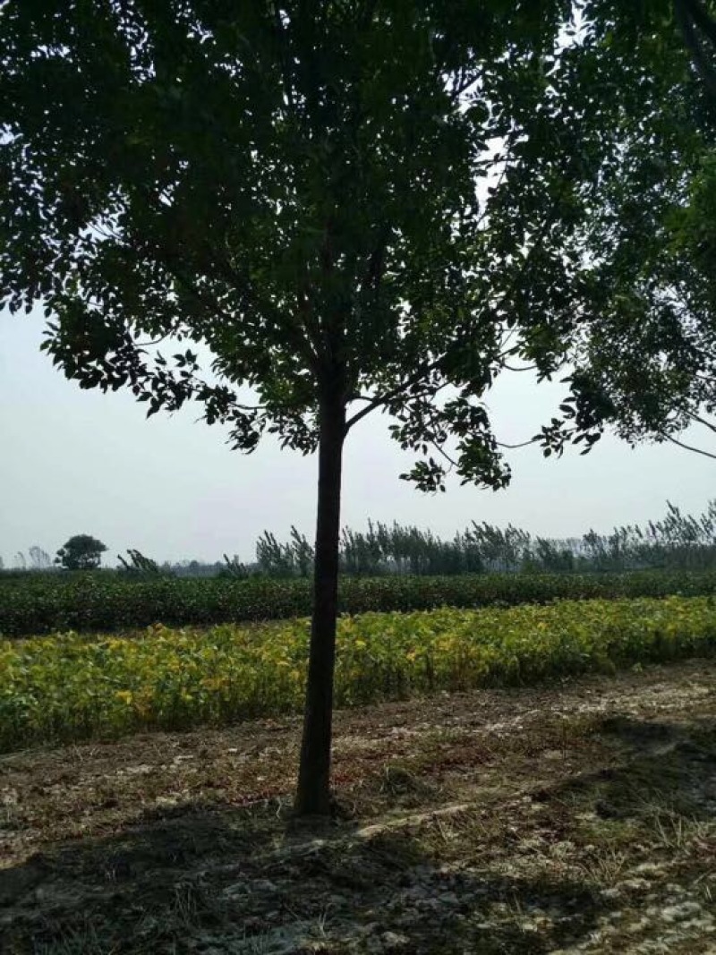 白蜡树4~6cm8~10cm