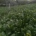 菜苔10~15厘米