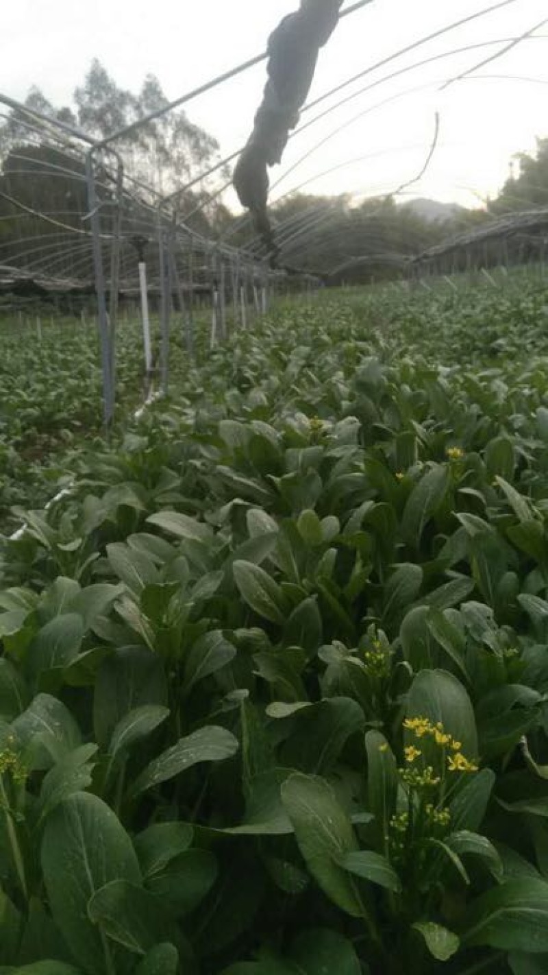 菜苔10~15厘米