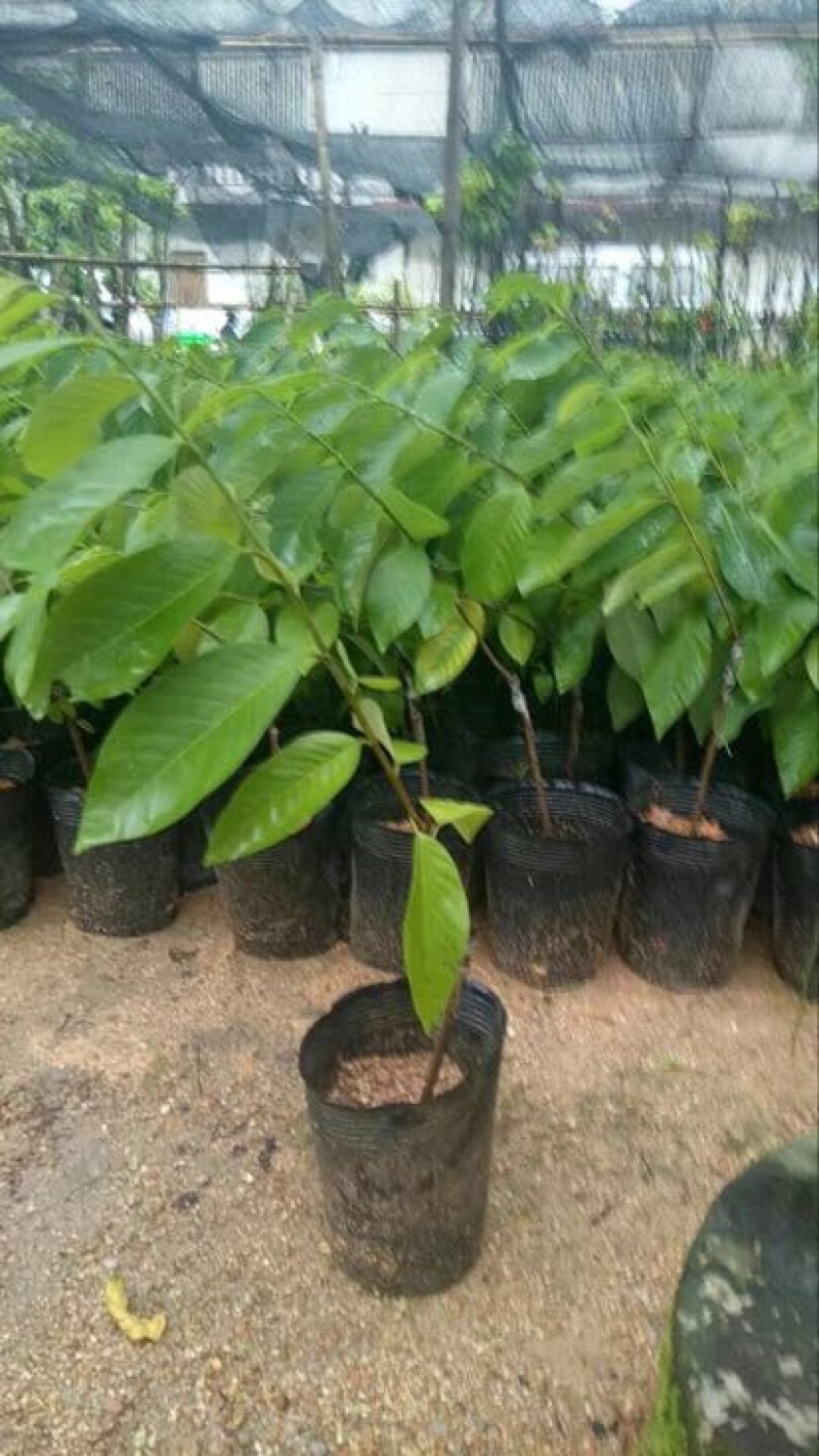释迦苗凤梨释迦小杯榴莲释迦30-50CM