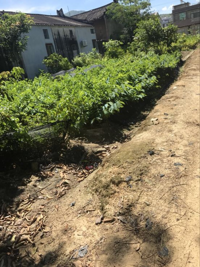 释迦苗凤梨释迦小杯榴莲释迦30-50CM