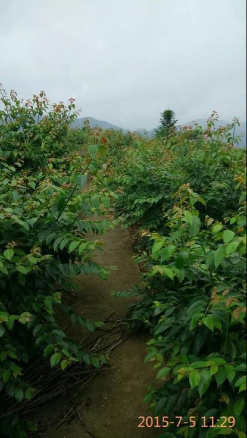 钩藤苗金钩藤苗供应华钩藤苗基地苗播种苗两年苗供应
