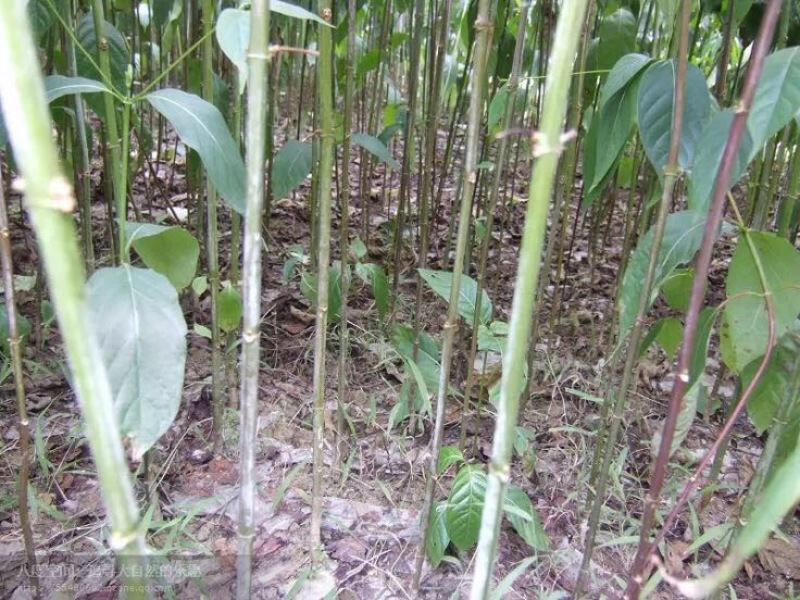 钩藤苗金钩藤苗供应华钩藤苗基地苗播种苗两年苗供应