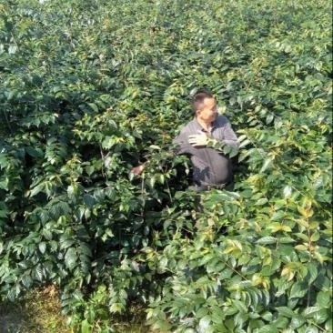 钩藤苗金钩藤苗供应华钩藤苗基地苗播种苗两年苗供应