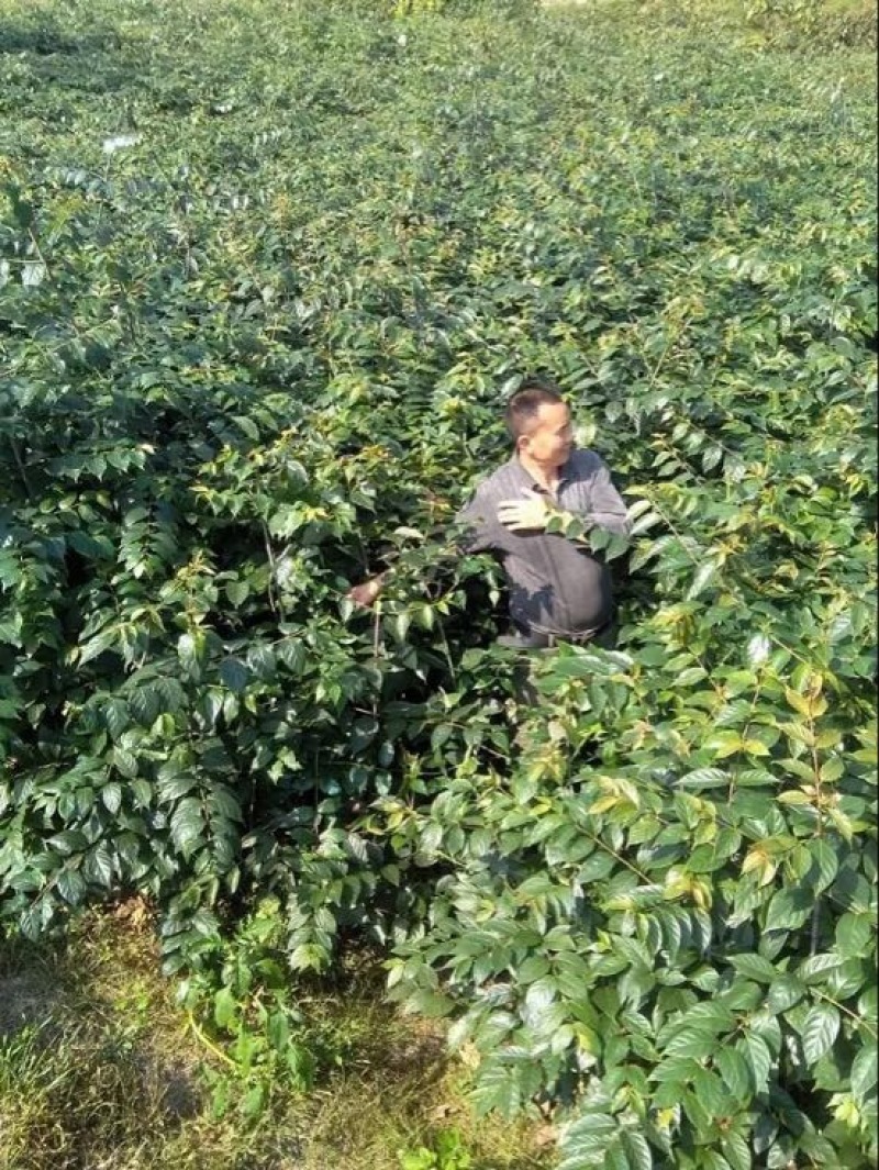 钩藤苗金钩藤苗供应华钩藤苗基地苗播种苗两年苗供应
