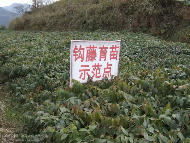 钩藤苗金钩藤苗供应华钩藤苗基地苗播种苗两年苗供应