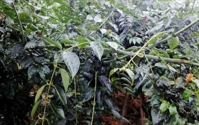 钩藤苗金钩藤苗供应华钩藤苗基地苗播种苗两年苗供应