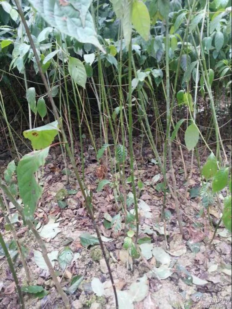 钩藤苗金钩藤苗供应华钩藤苗基地苗播种苗两年苗供应