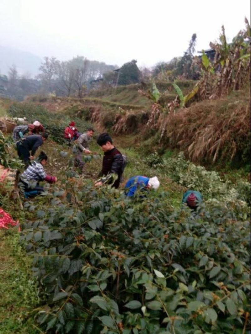 钩藤苗金钩藤苗供应华钩藤苗基地苗播种苗两年苗供应