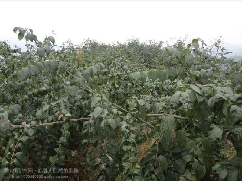 钩藤苗金钩藤苗供应华钩藤苗基地苗播种苗两年苗供应