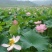 白莲子一级干莲子