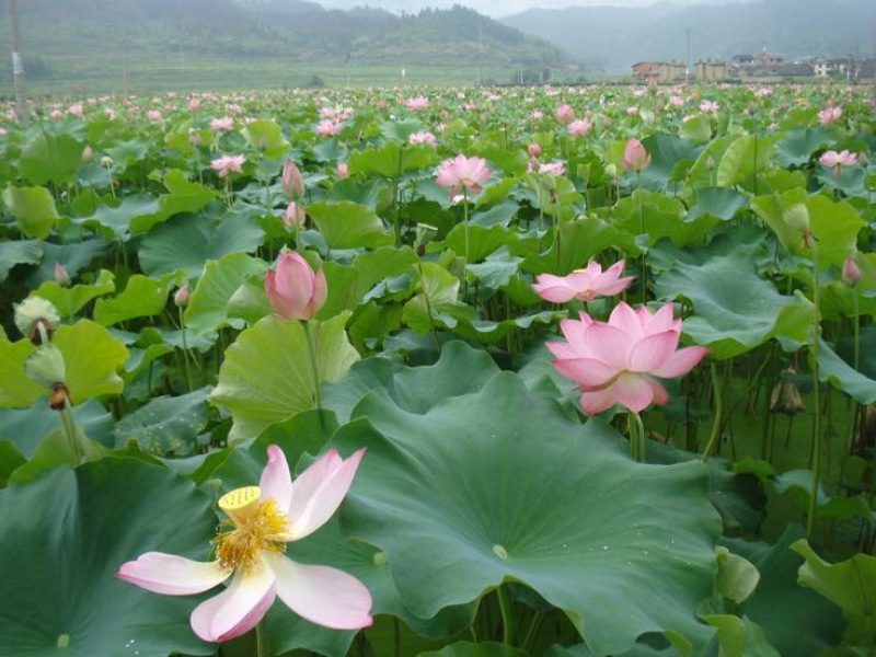 白莲子一级干莲子