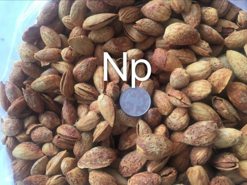 新疆纸皮巴旦木NP龙果刀果三种专业批发一件代发