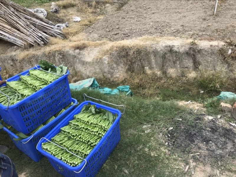 菜苔10~15厘米
