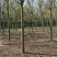 白蜡树10~12cm10~12cm