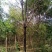 白蜡树10~12cm10~12cm