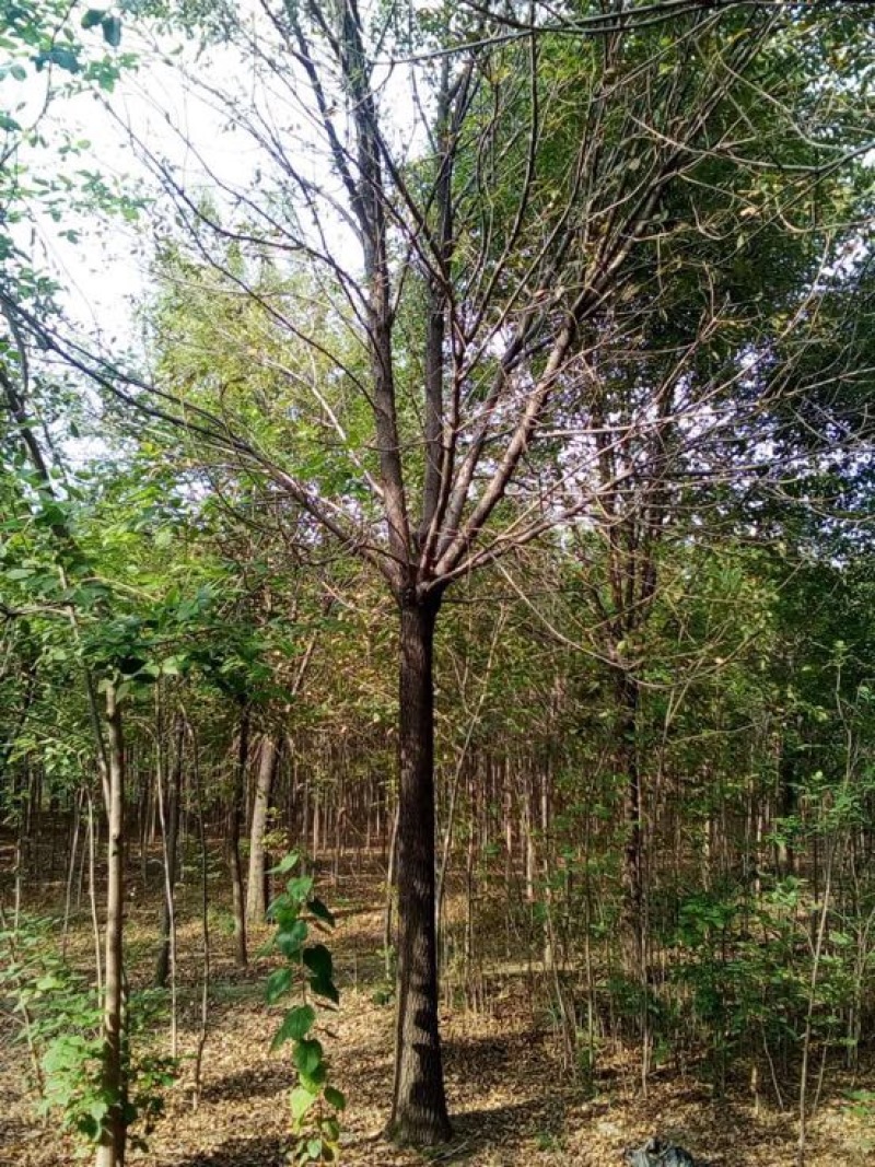 白蜡树10~12cm10~12cm