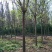 白蜡树10~12cm10~12cm