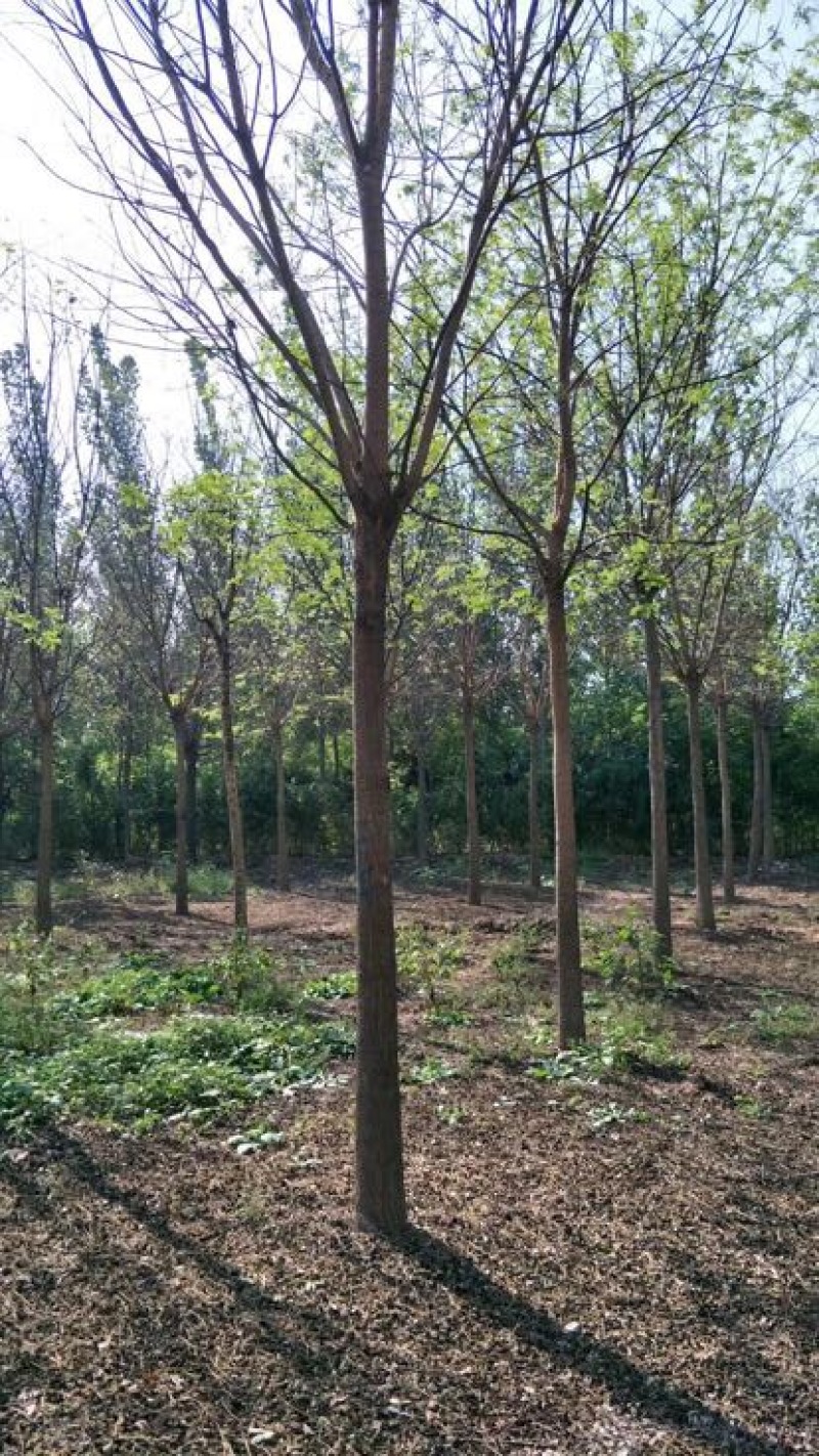 白蜡树10~12cm10~12cm